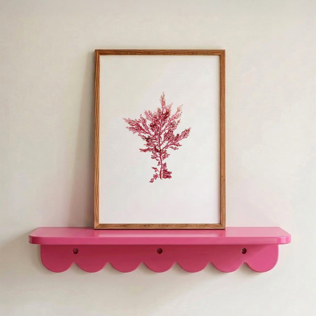 Fuchsia fern - Pressed Seaweed Art Print