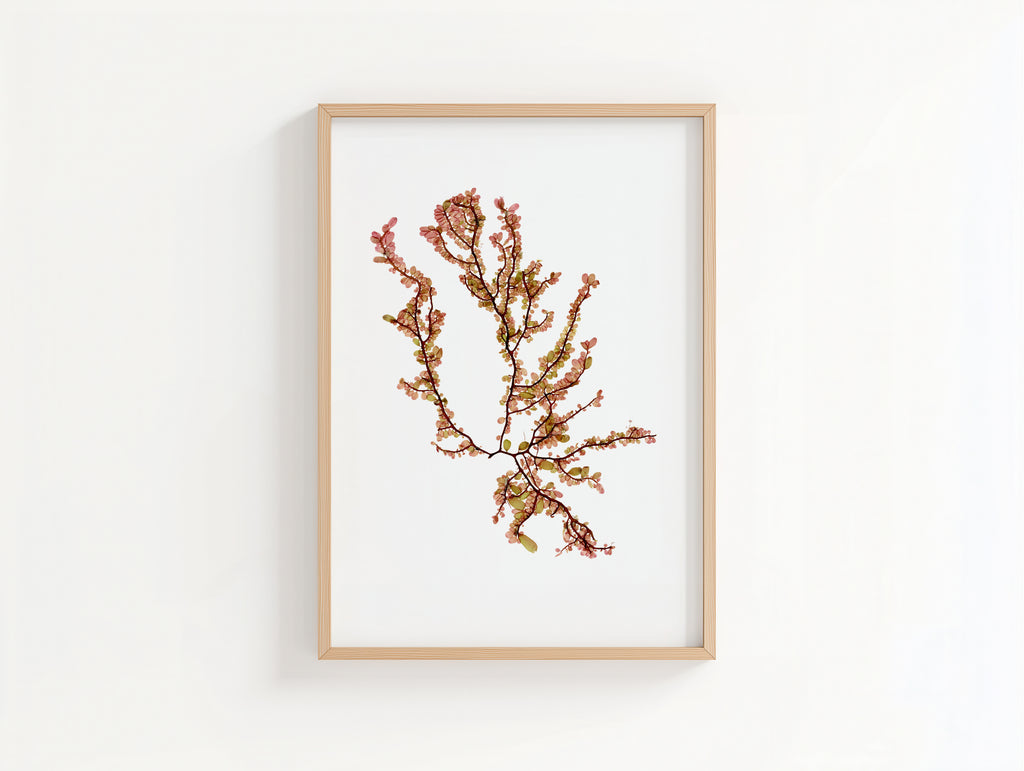Sea blossom - Pressed Seaweed Art Print