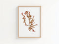 Sea blossom - Pressed Seaweed Art Print