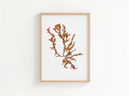 Sea blossom - Pressed Seaweed Art Print