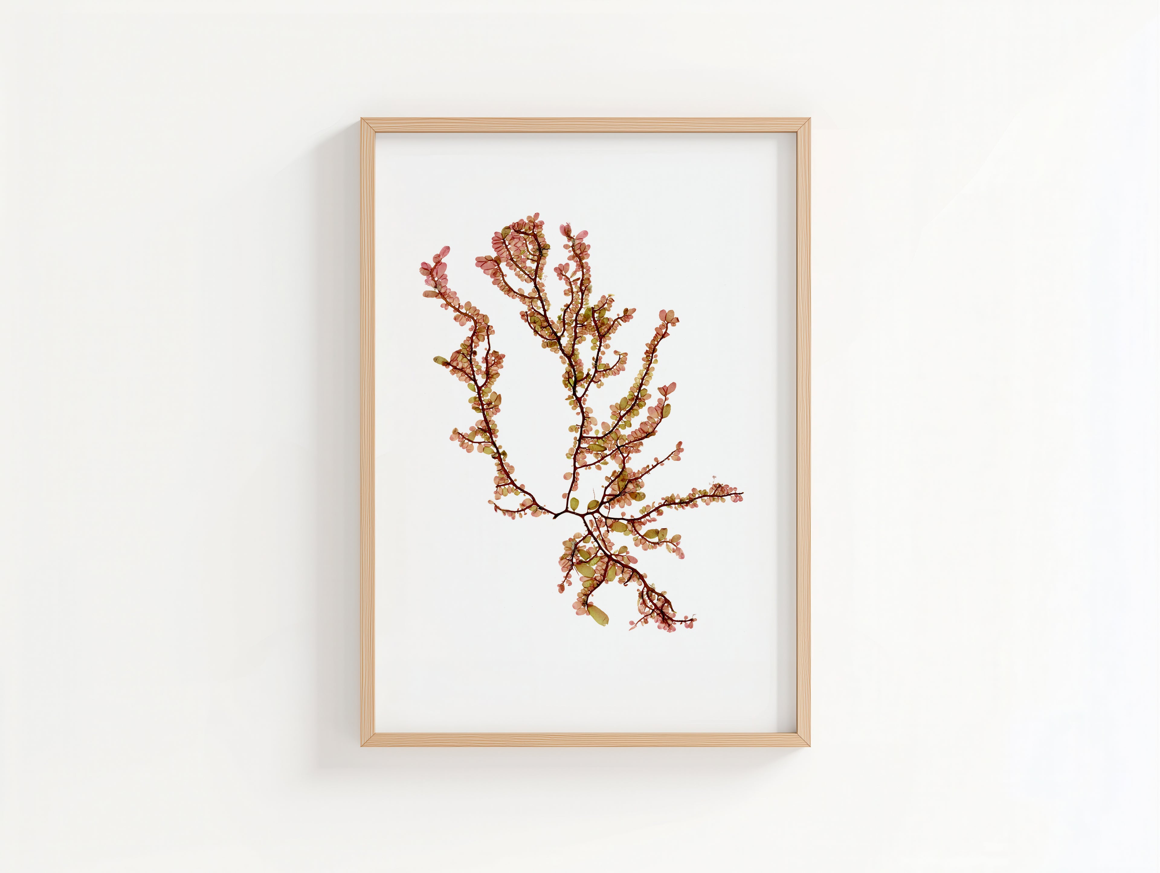 Sea blossom - Pressed Seaweed Art Print