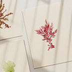 Fuchsia fern - Pressed Seaweed Art Print