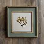 Doubling weed - Pressed Seaweed Art Print