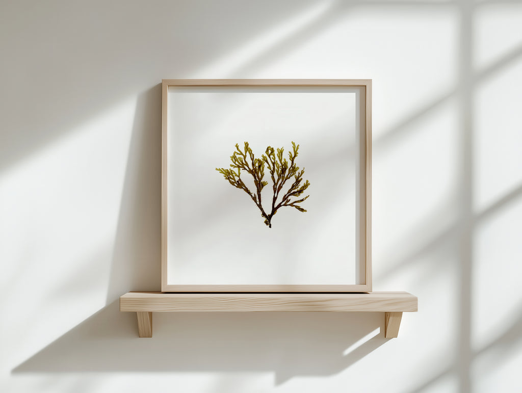 Doubling weed - Pressed Seaweed Art Print