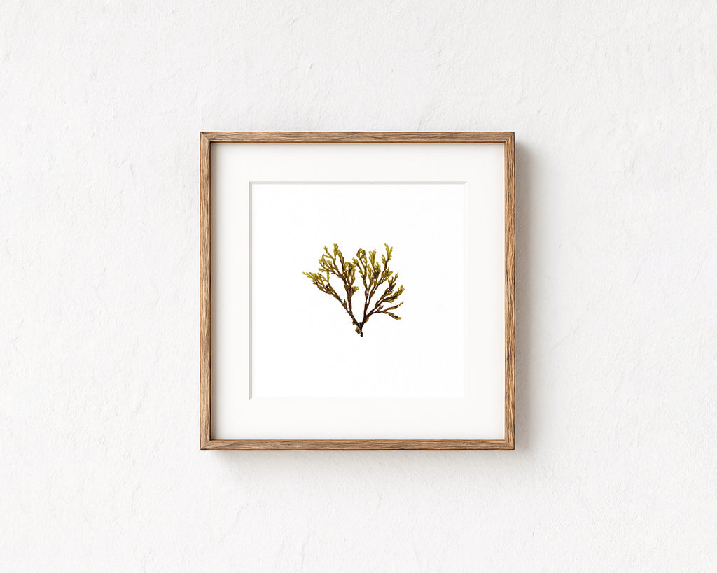 Doubling weed - Pressed Seaweed Art Print