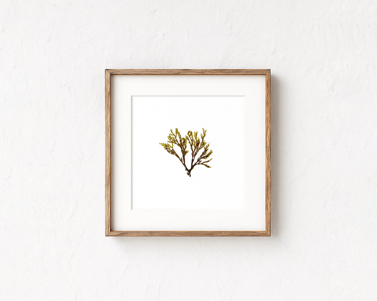 Doubling weed - Pressed Seaweed Art Print