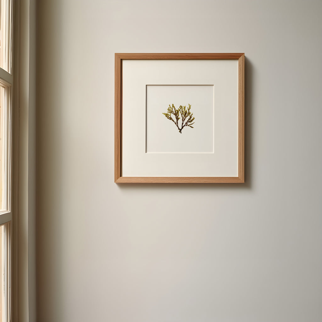 Doubling weed - Pressed Seaweed Art Print