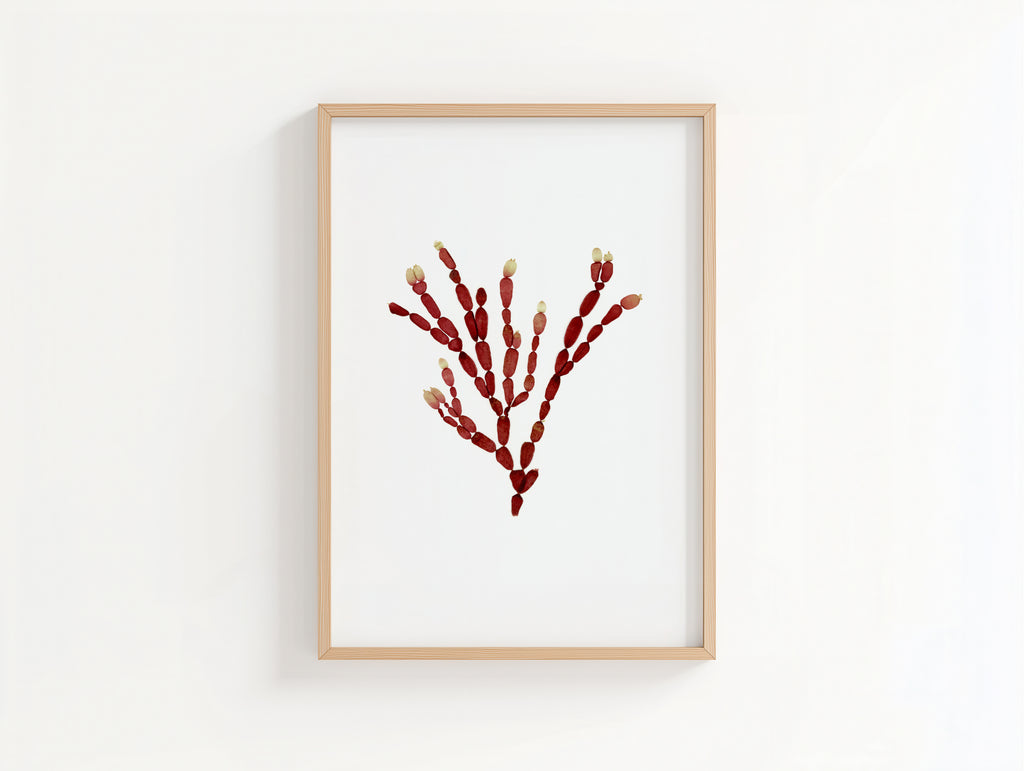Sea Gems - Pressed Seaweed Art Print