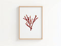 Sea Gems - Pressed Seaweed Art Print