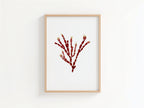 Sea Gems - Pressed Seaweed Art Print