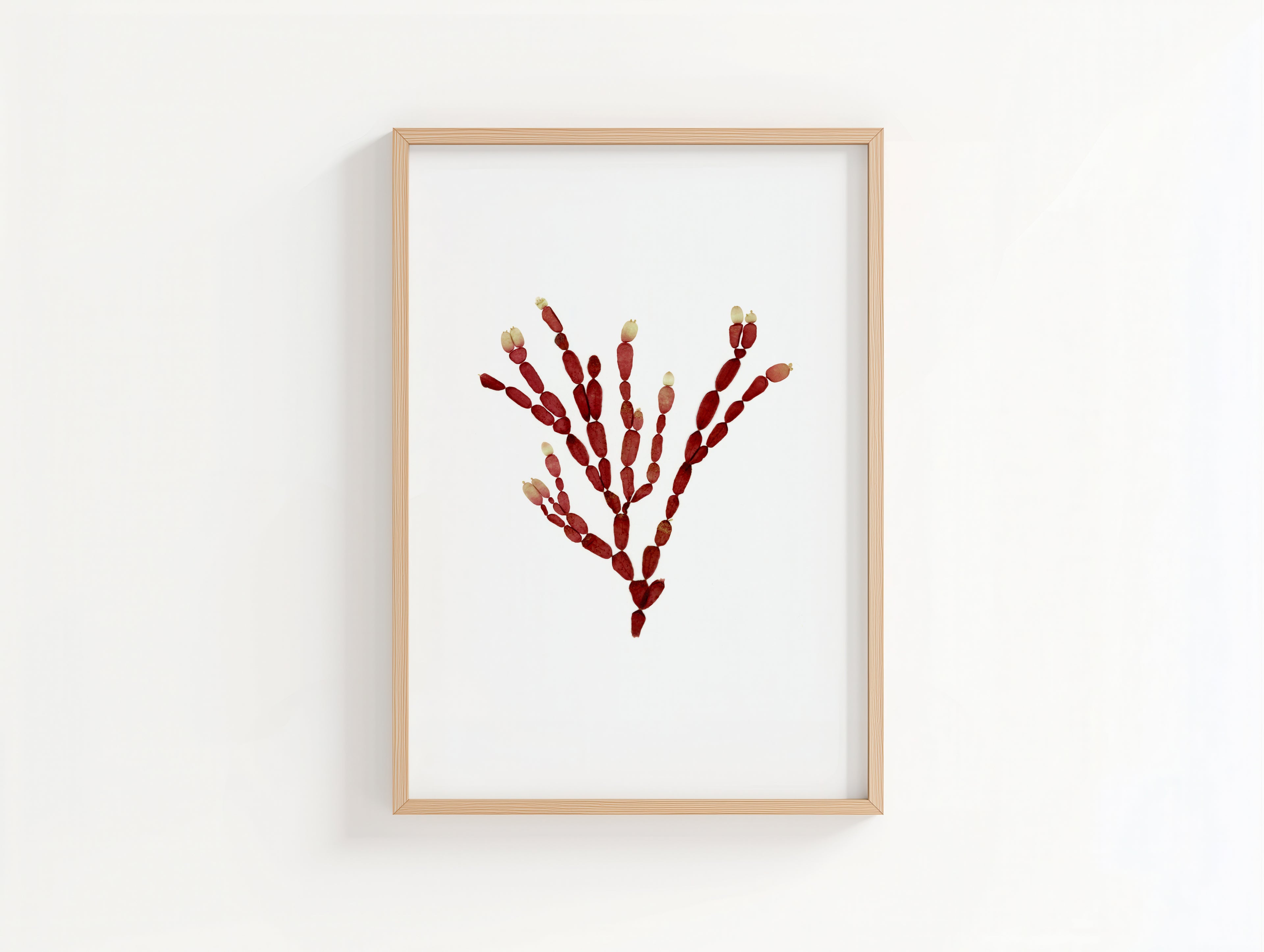 Sea Gems - Pressed Seaweed Art Print
