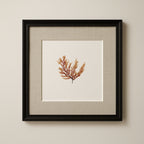 Peach fern - Pressed Seaweed Art Print