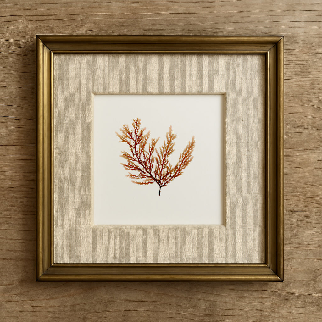 Peach fern - Pressed Seaweed Art Print