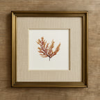 Peach fern - Pressed Seaweed Art Print