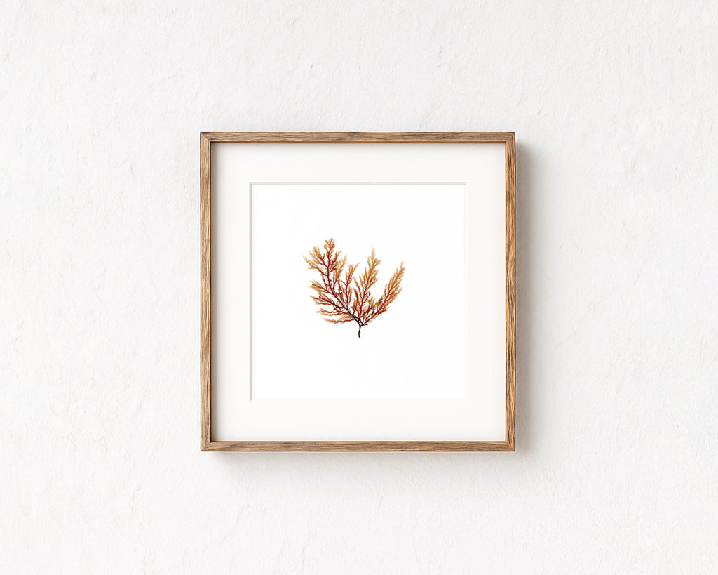 Peach fern - Pressed Seaweed Art Print