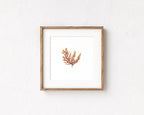 Peach fern - Pressed Seaweed Art Print