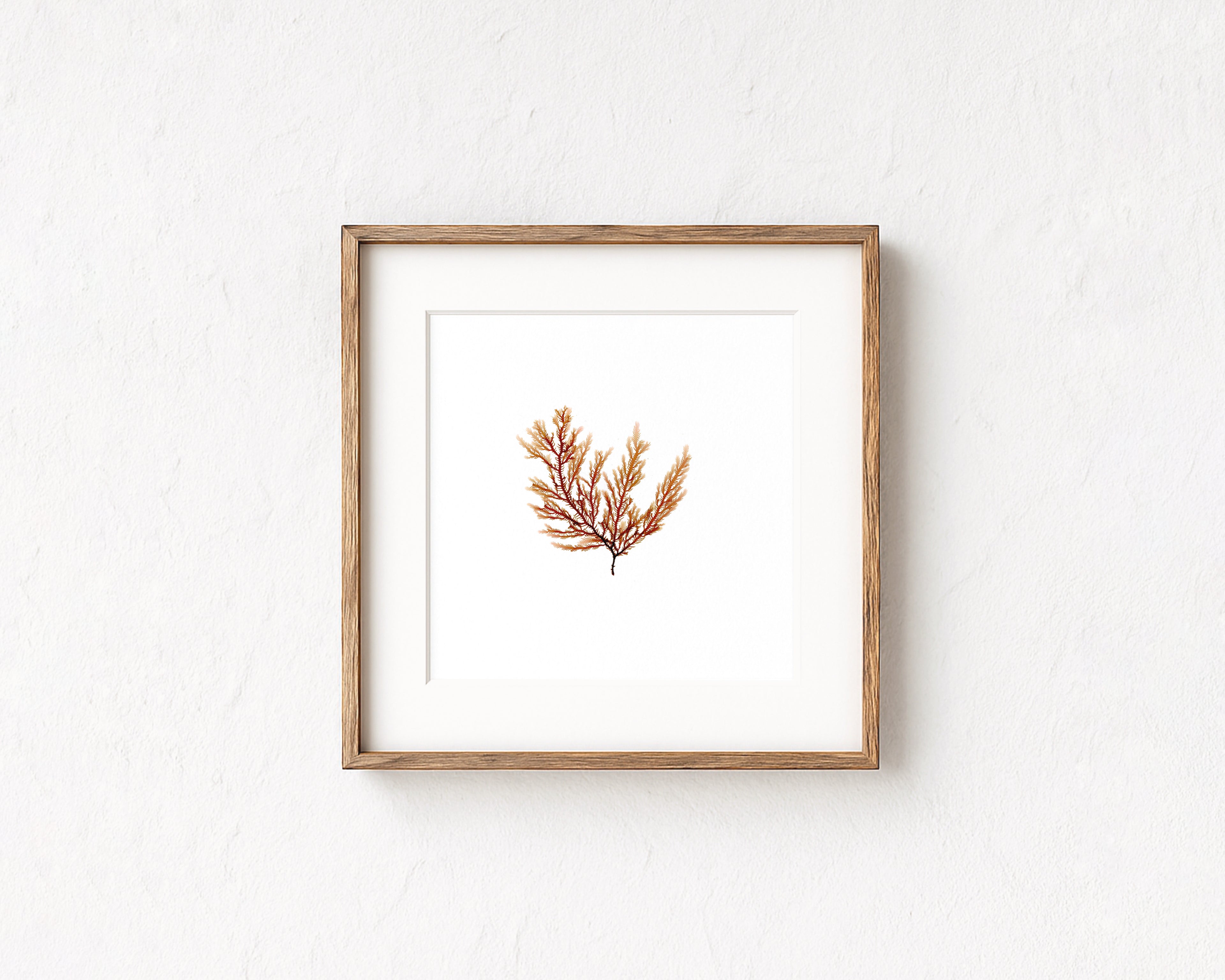 Peach fern - Pressed Seaweed Art Print