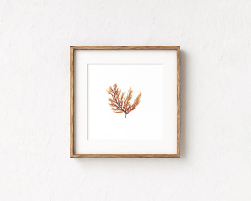 Peach fern - Pressed Seaweed Art Print