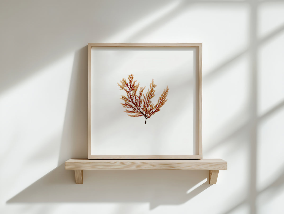 Peach fern - Pressed Seaweed Art Print