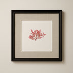 Blushing fern - Pressed Seaweed Art Print