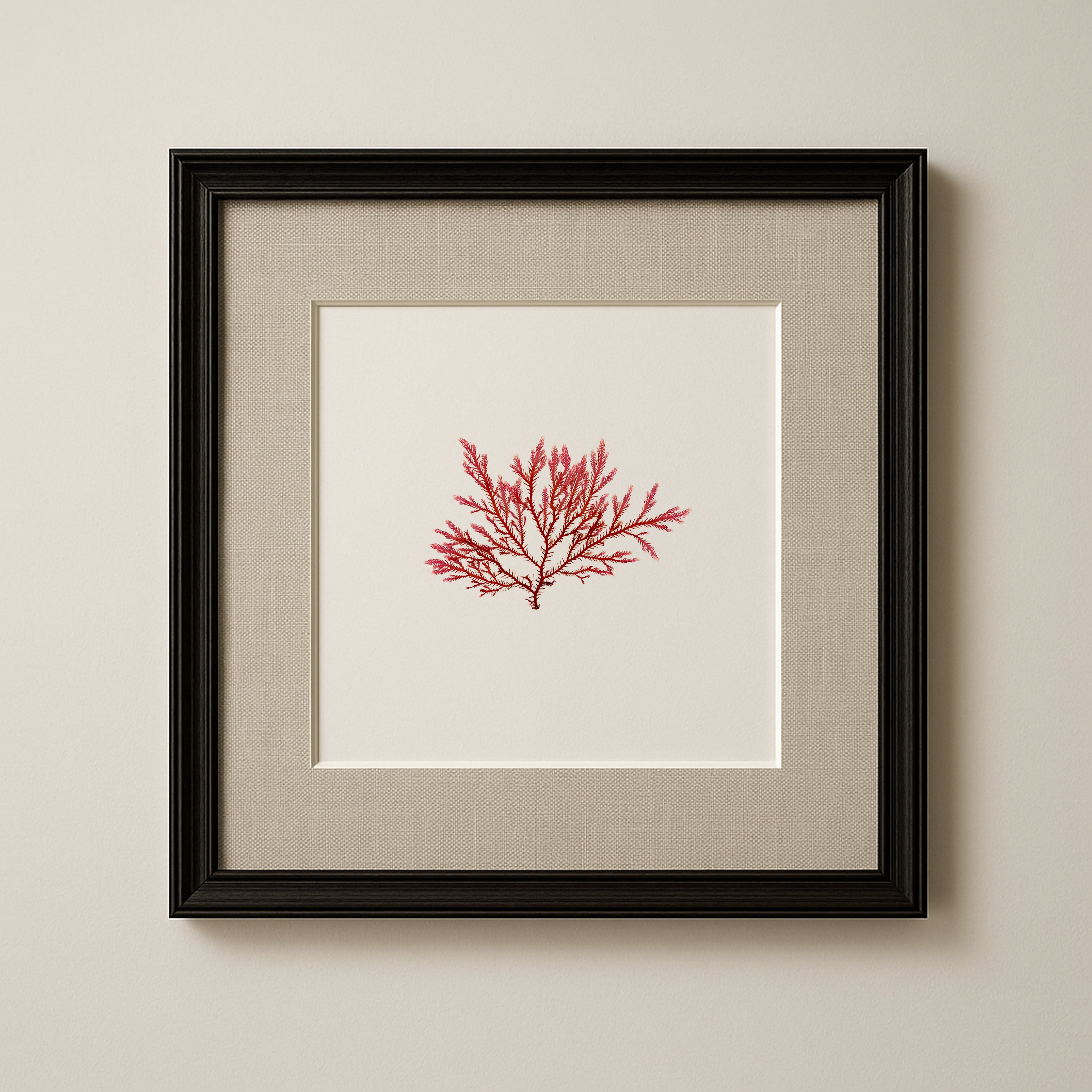 Blushing fern - Pressed Seaweed Art Print