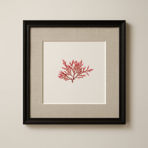 Blushing fern - Pressed Seaweed Art Print