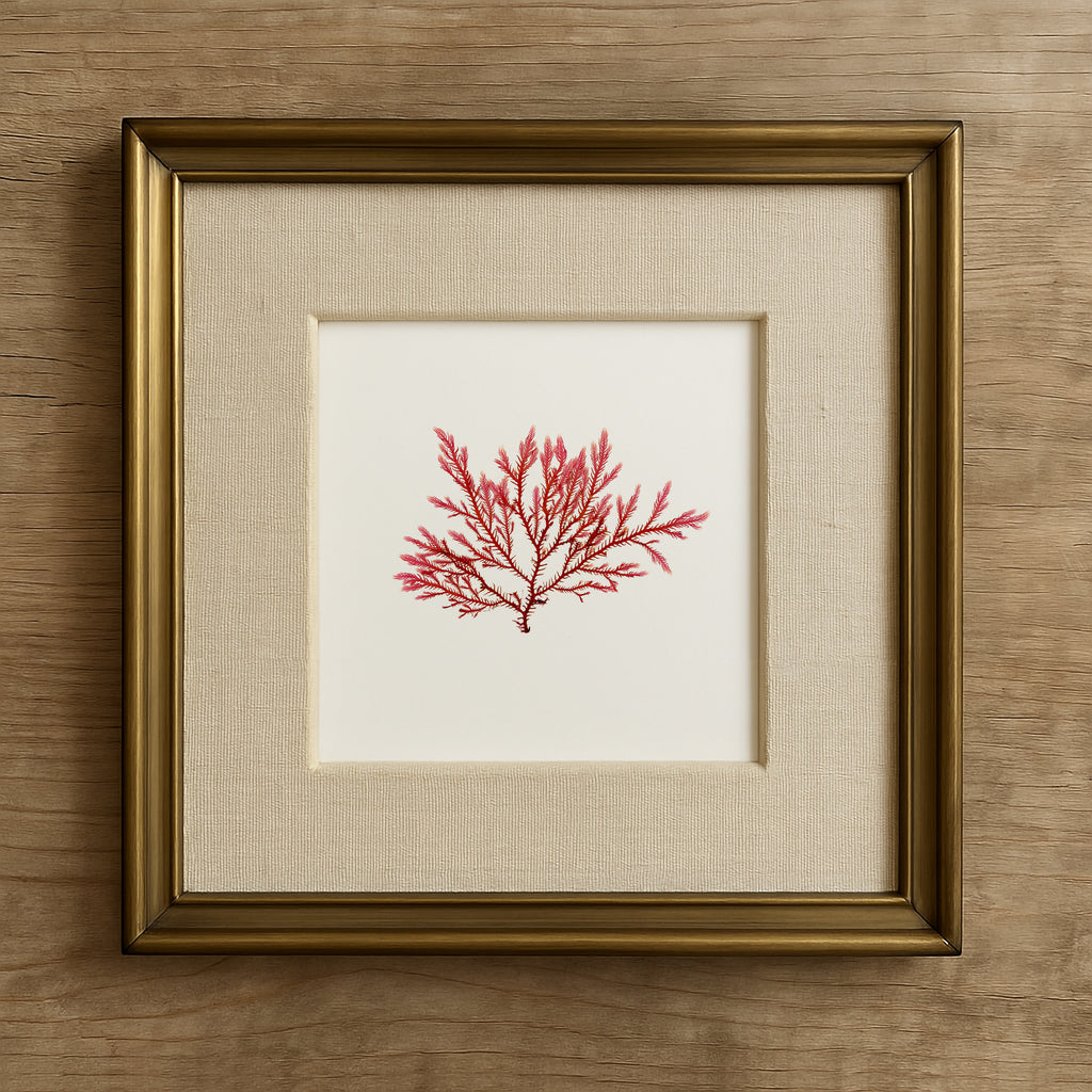 Blushing fern - Pressed Seaweed Art Print