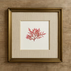 Blushing fern - Pressed Seaweed Art Print