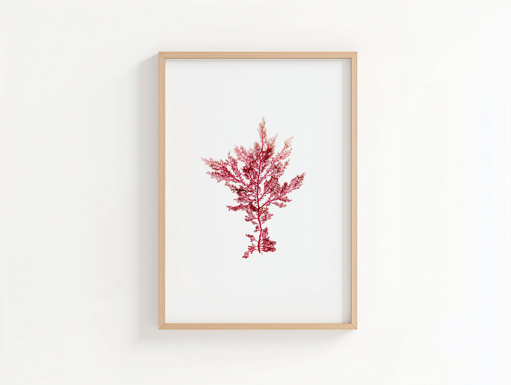 Fuchsia fern - Pressed Seaweed Art Print