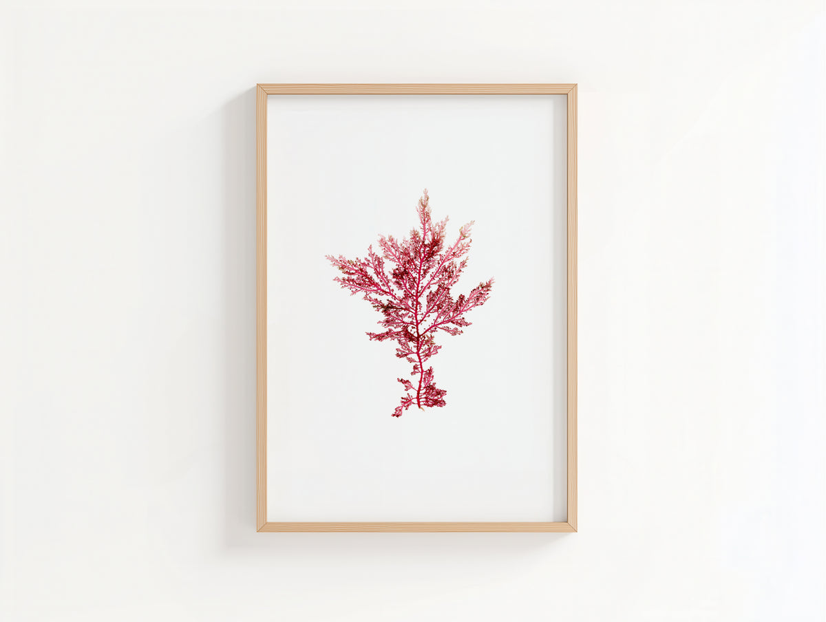 Fuchsia fern - Pressed Seaweed Art Print