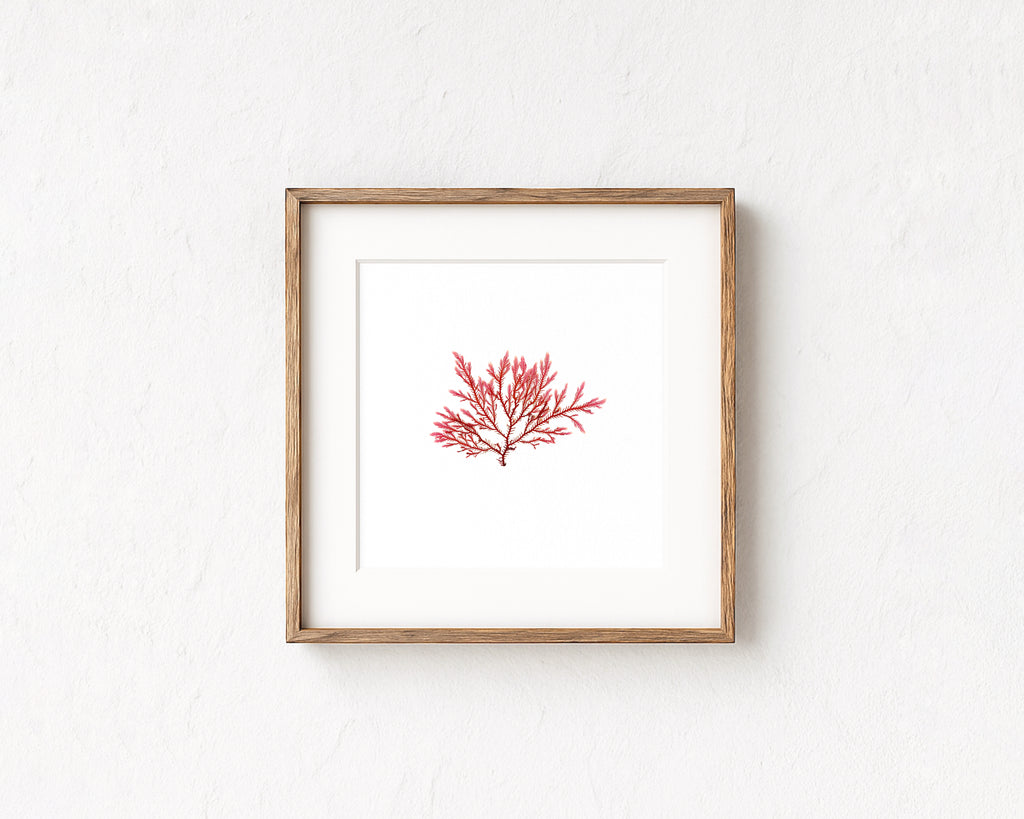 Blushing fern - Pressed Seaweed Art Print
