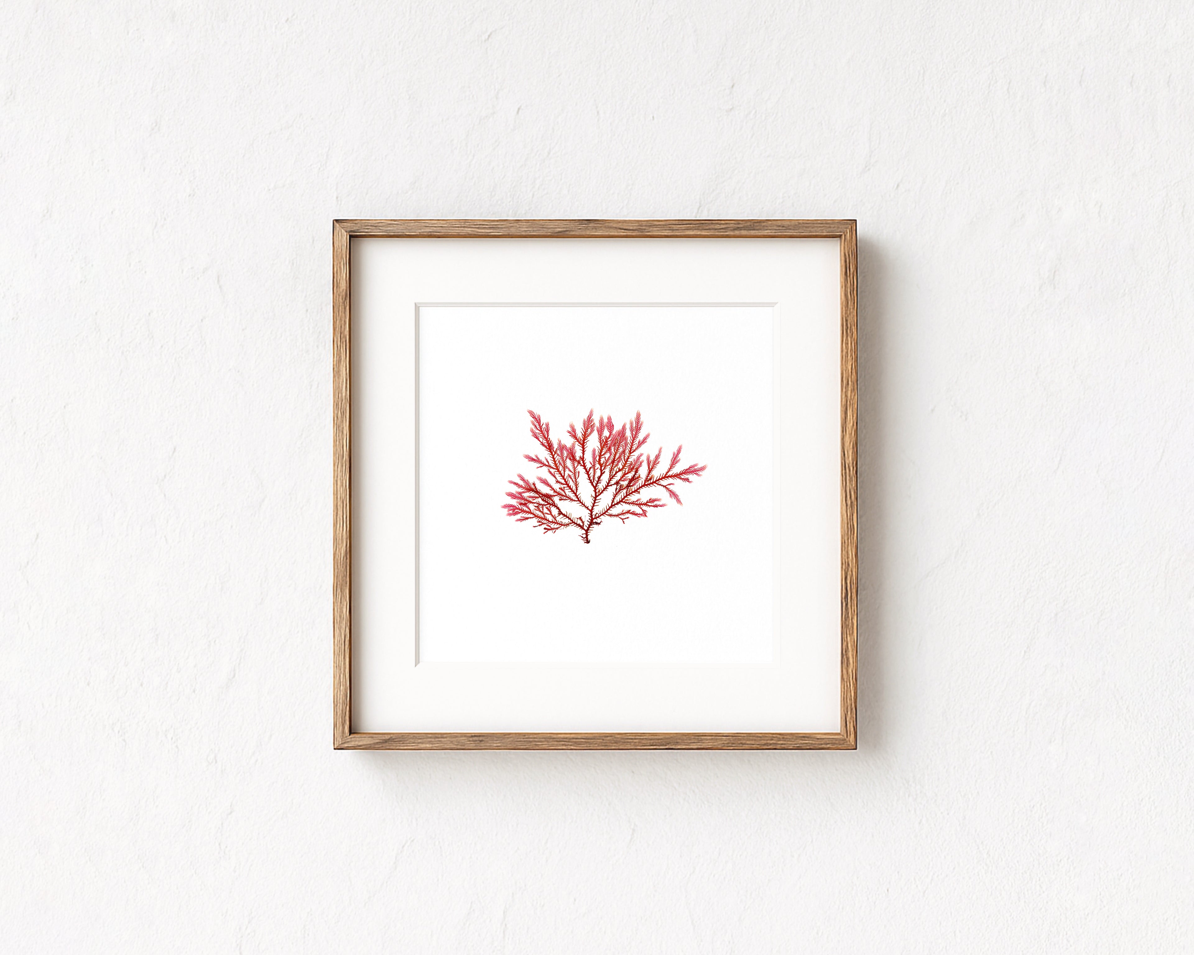 Blushing fern - Pressed Seaweed Art Print