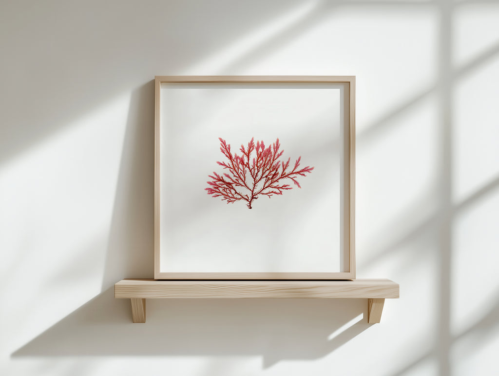 Blushing fern - Pressed Seaweed Art Print