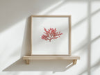 Blushing fern - Pressed Seaweed Art Print