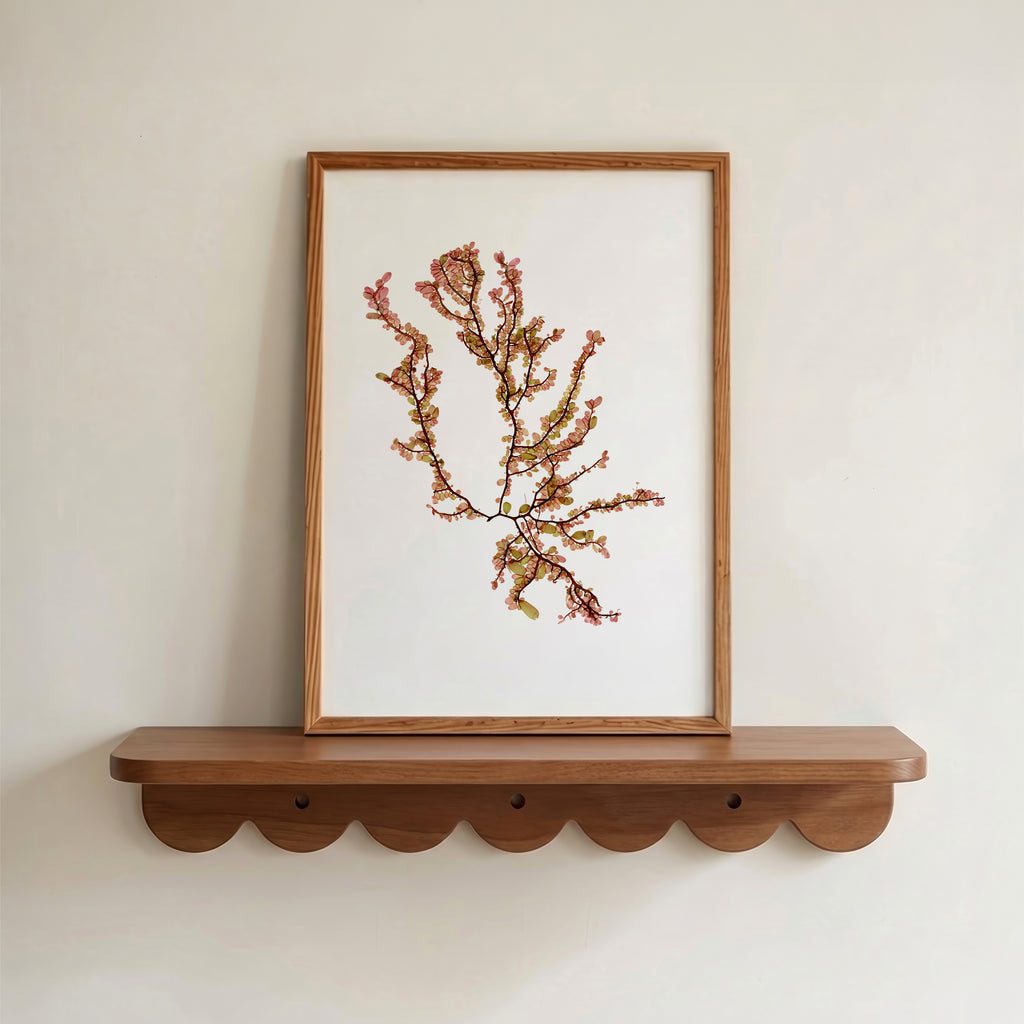 Sea blossom - Pressed Seaweed Art Print