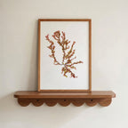 Sea blossom - Pressed Seaweed Art Print