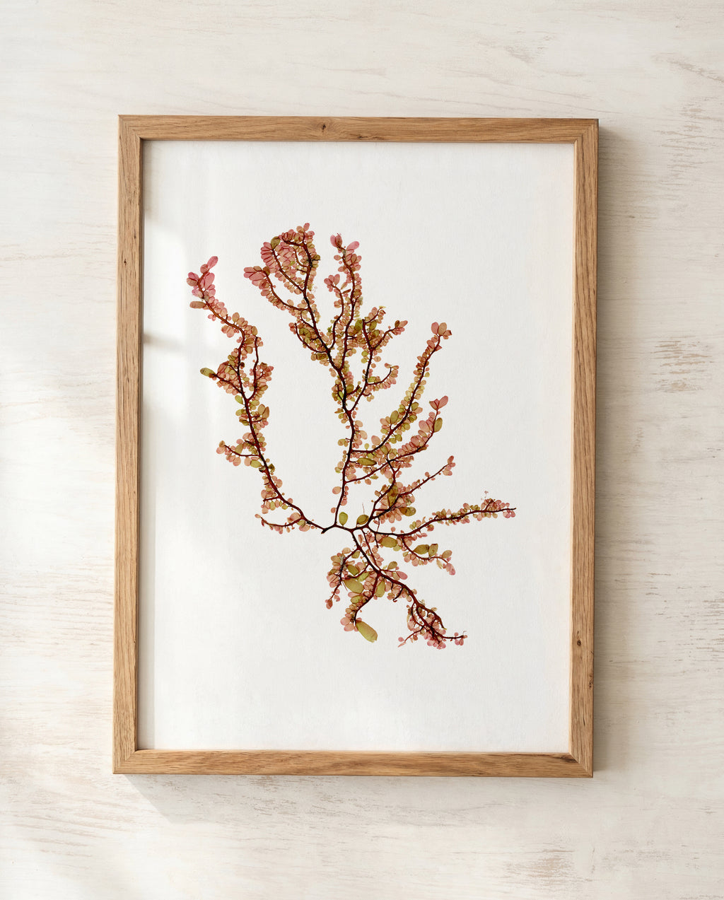 Sea blossom - Pressed Seaweed Art Print