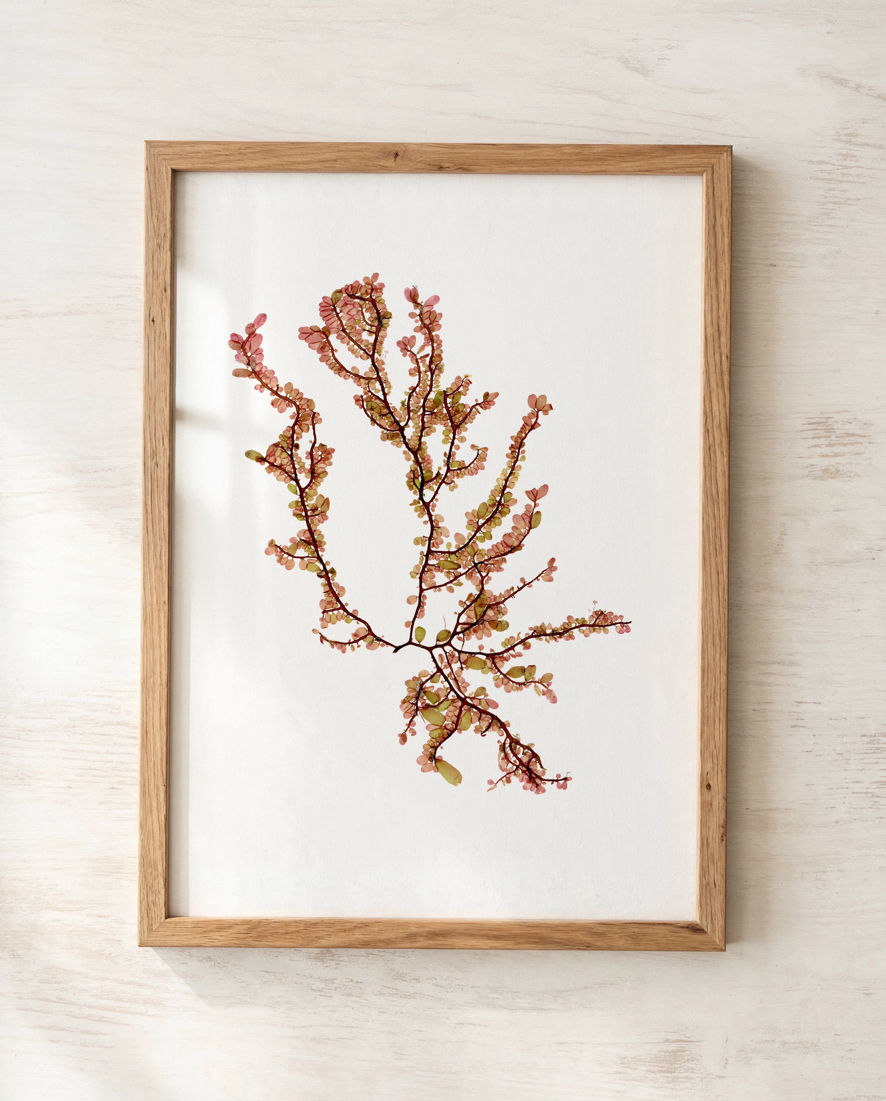 Sea blossom - Pressed Seaweed Art Print