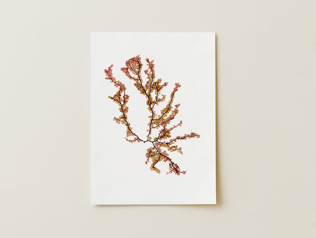 Sea blossom - Pressed Seaweed Art Print