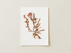 Sea blossom - Pressed Seaweed Art Print
