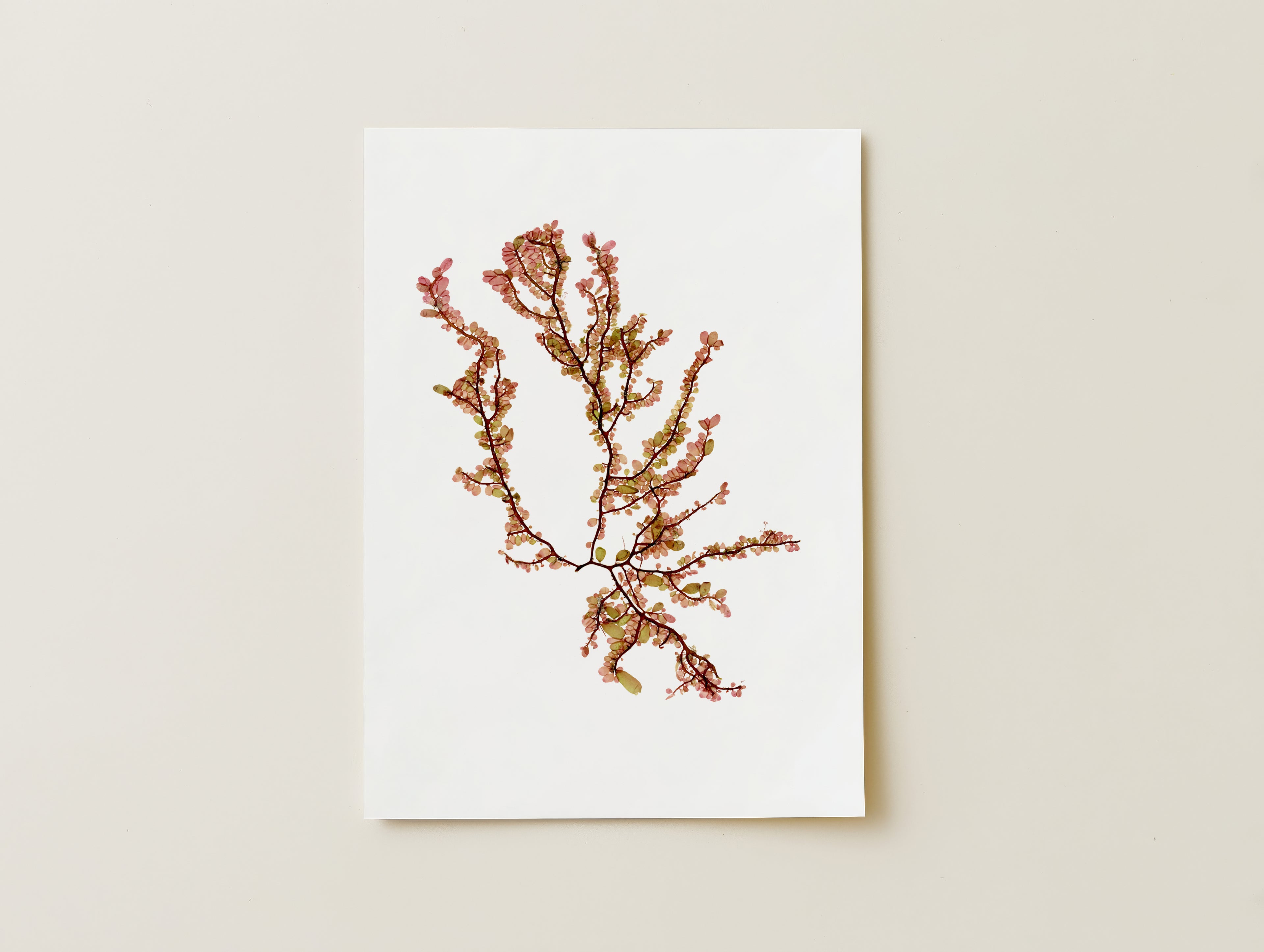 Sea blossom - Pressed Seaweed Art Print