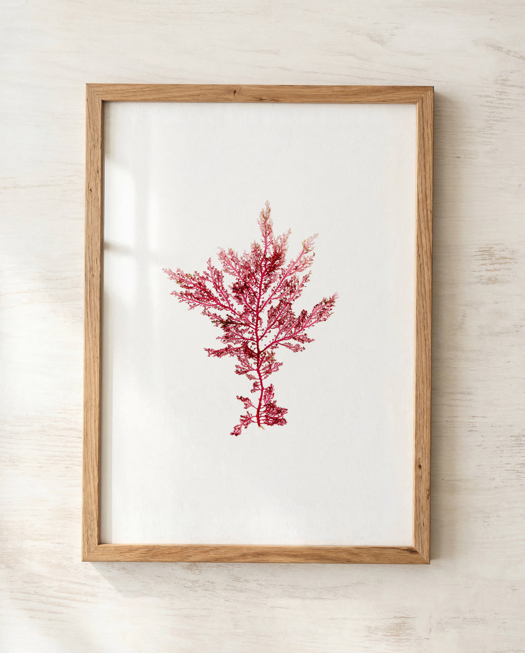 Fuchsia fern - Pressed Seaweed Art Print