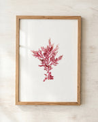 Fuchsia fern - Pressed Seaweed Art Print