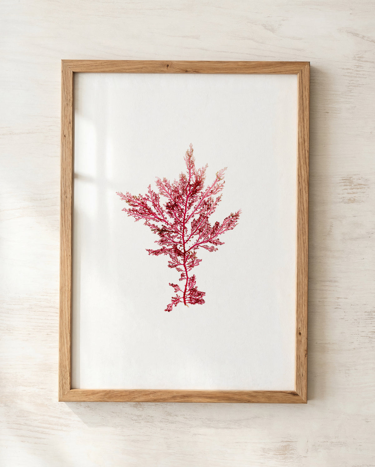 Fuchsia fern - Pressed Seaweed Art Print