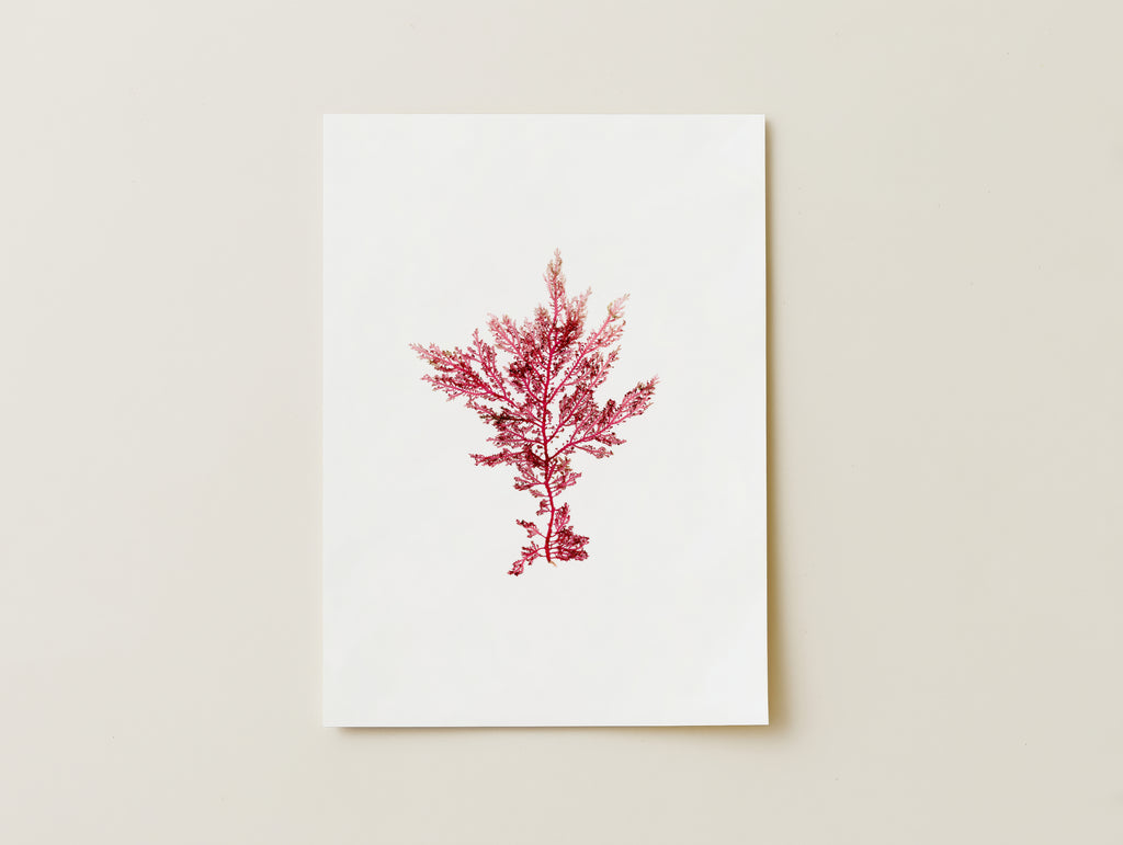 Fuchsia fern - Pressed Seaweed Art Print