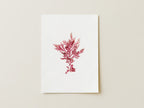 Fuchsia fern - Pressed Seaweed Art Print