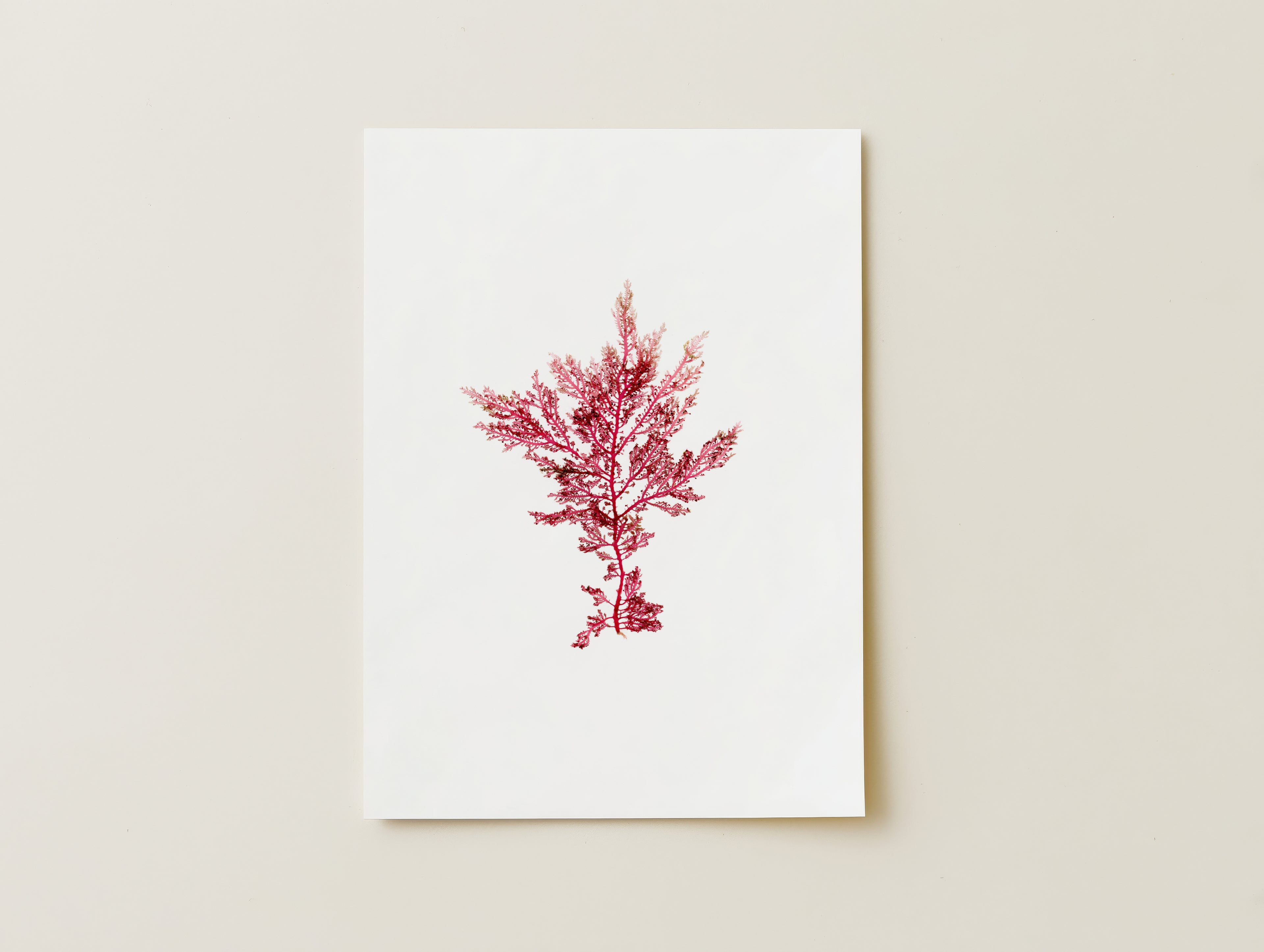 Fuchsia fern - Pressed Seaweed Art Print