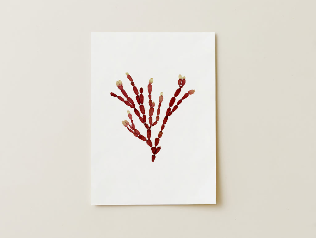 Sea Gems - Pressed Seaweed Art Print