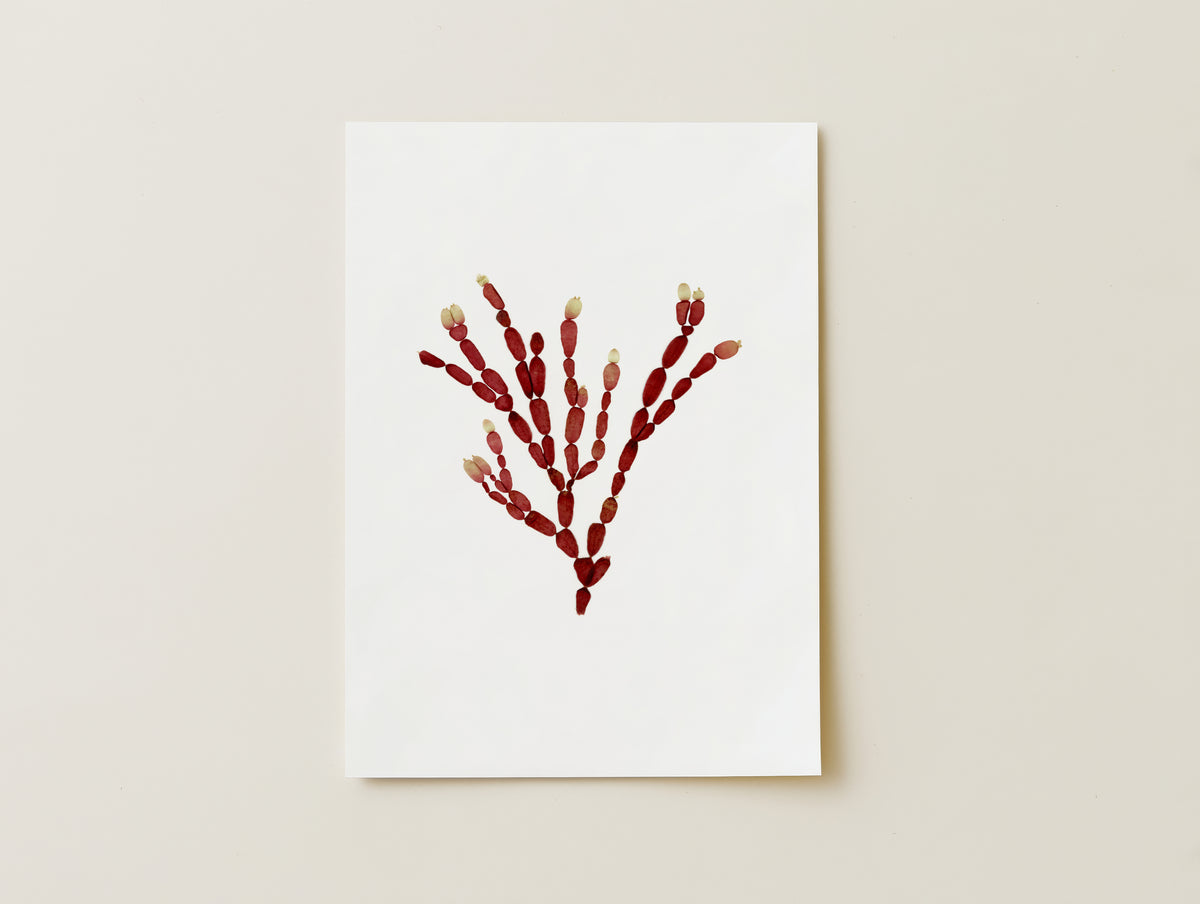 Sea Gems - Pressed Seaweed Art Print