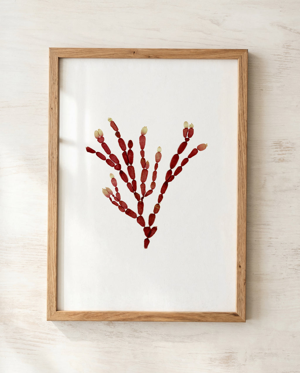 Sea Gems - Pressed Seaweed Art Print